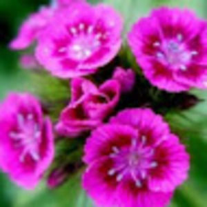 Meet your Posher, Carol